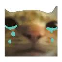 cat_cry