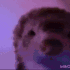 loopystare