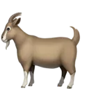f4kgoat