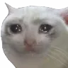 Sadcat