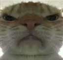 catmad