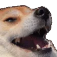 Dog Laugh Discord Emoji