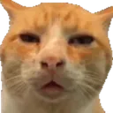 Curiouscat Discord Emoji