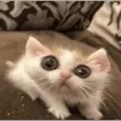 justdurCAT