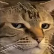 WeirdCat