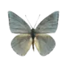 dbutterfly