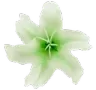dflower