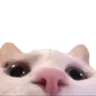 Cat Peek cat_peek Discord Emoji