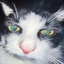 z_resetcat