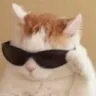 Gato_Oculos