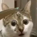 WHAT