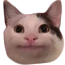 w_cat_hmm Discord Emoji