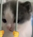 sillyjail