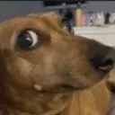 EBDoggoStare
