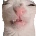SillyCat