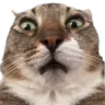 piratedpiratedterrance