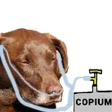 doggCope doggCope