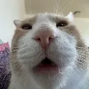 whathuh
