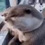 ottergasp