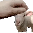 daffylambpet
