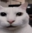 gatoPendejo