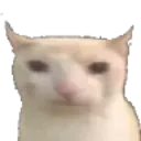 bruhcat bruhcat