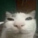 catstarereally
