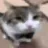 cfunny_cat