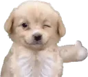 dogthumbsup