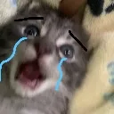 cry