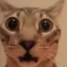 guh