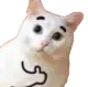 catthumbsup1
