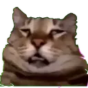 dead_inside_cat dead_inside_cat