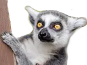 Lemur