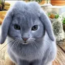 bluebunnycat
