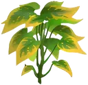 sweetleaf