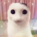 thiscatiskindameowwww