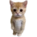 catstand