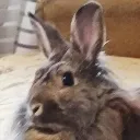 bnuyy bnuyy