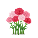 Carnation