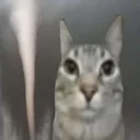 aircat Discord Emoji