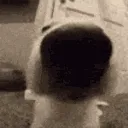 noseAnimated