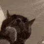 catClap