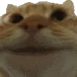 catnod