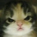 mad_cat