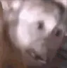 monorisa