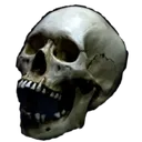 skull