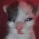 CatSad