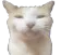 seriouscat