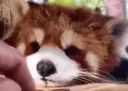 redBoop1 redBoop1